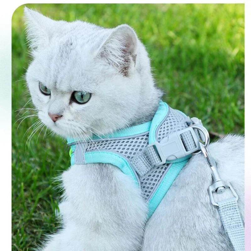 Can You Use a Dog Harness on a Cat? Everything You Need to Know - Ammpoure Wellbeing