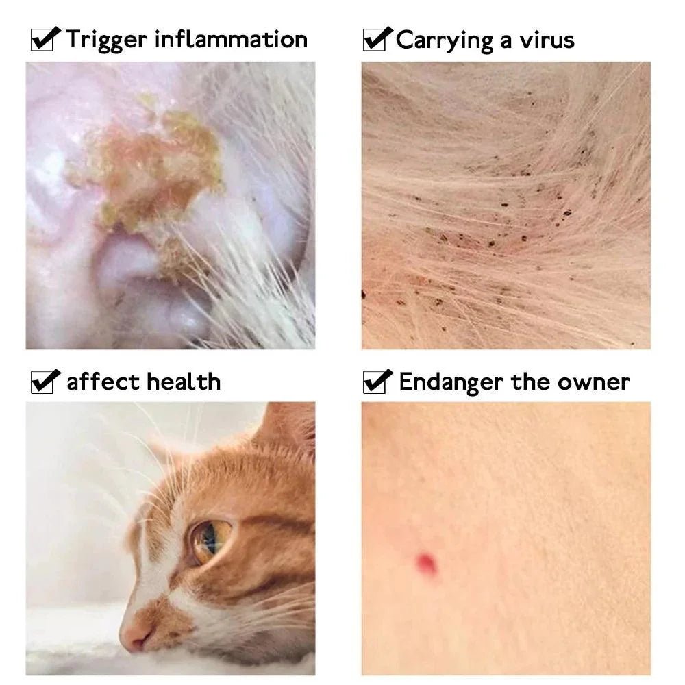 Do Flea and Tick Collars Really Work? Here’s What Every Dog Owner Needs to Know - Ammpoure