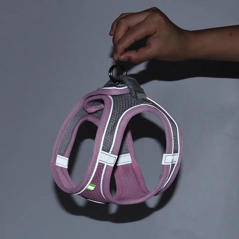 Training Tips for First-Time Harness Users: A Guide for Cat & Dog Parents - Ammpoure Wellbeing